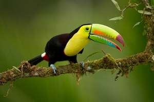 keel-billed toucan